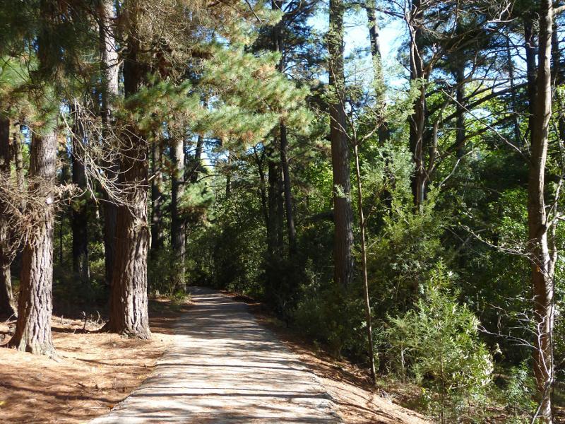 Emerald - Emerald Lake Park: Walking track through pine plantation