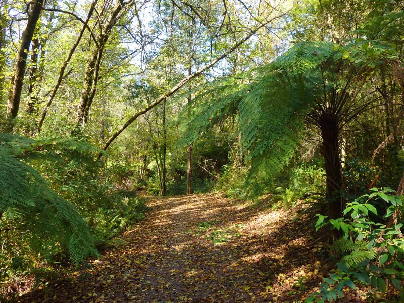 Emerald - Emerald Lake Park: Walking track between pine plantation and Nobelius Heritage Park