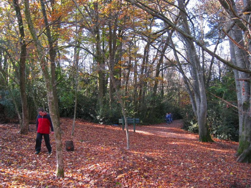 Emerald - Emerald Lake Park: Autumn colours near Nobelius Heritage Park