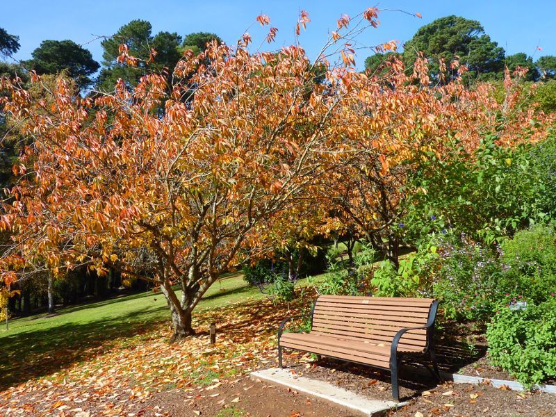 Emerald - Emerald Lake Park: Salvia Display Garden