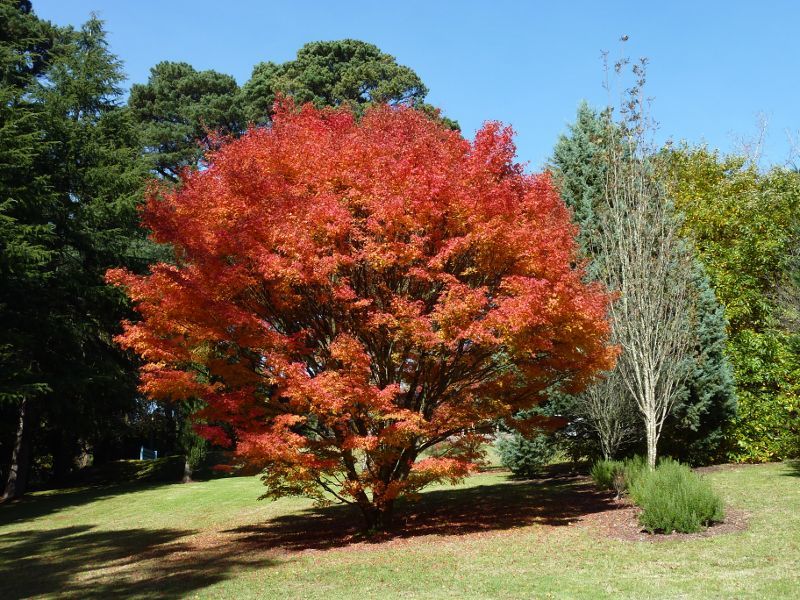 Emerald - Emerald Lake Park: Nobelius Heritage Park