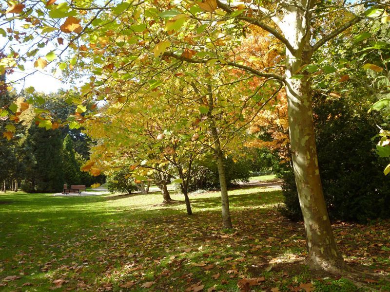 Emerald - Emerald Lake Park: Nobelius Heritage Park