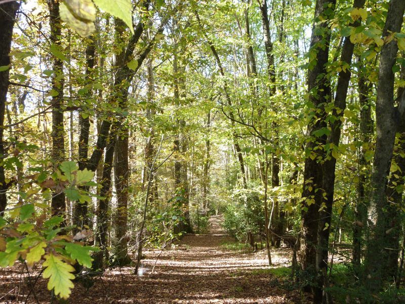 Emerald - Emerald Lake Park: Forest view from pathway along Puffing Billy railway line