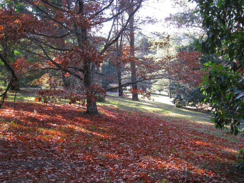 Emerald - Emerald Lake Park: Autumn colours in parkland near Puffing Billy railway line