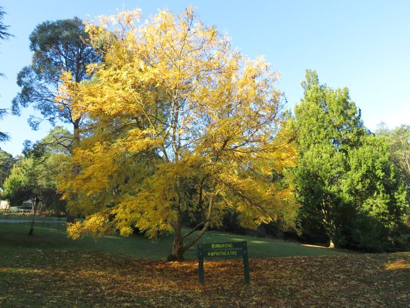 Emerald - Emerald Lake Park: Trees at Bunurong Amphitheatre