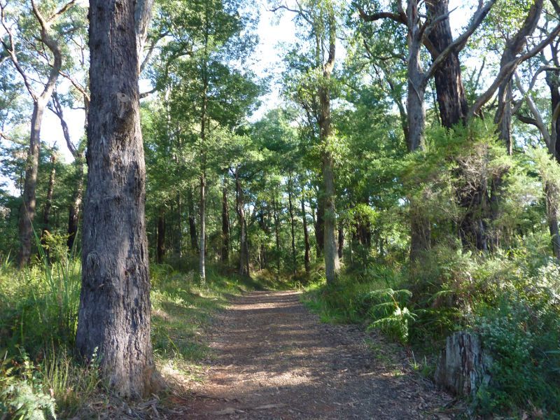 Emerald - Emerald Lake Park: Walking track near Bellbird Picnic Area