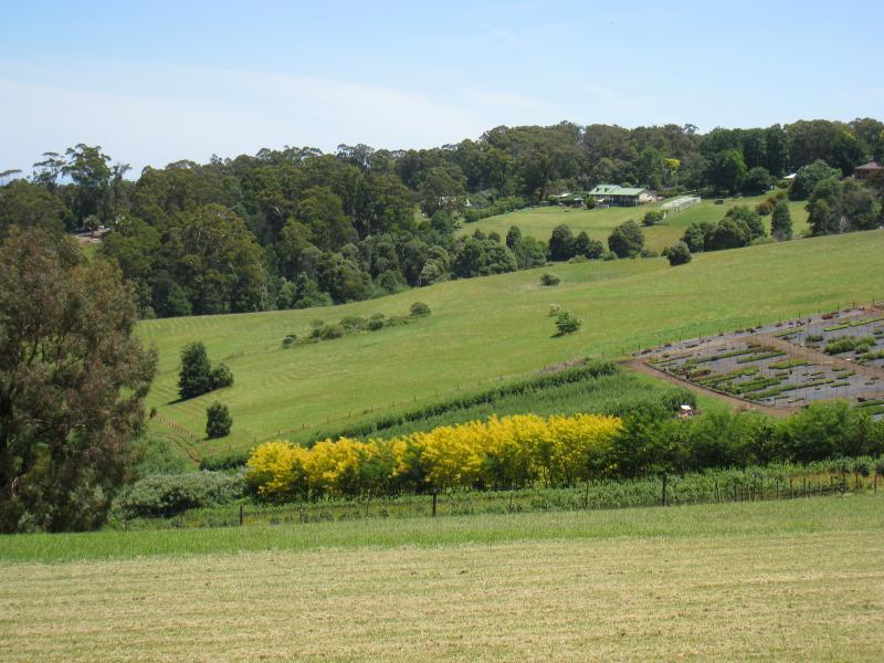 Emerald - Beaconsfield-Emerald Road and surroundings: Westerly view near Puffing Billy railway crossing