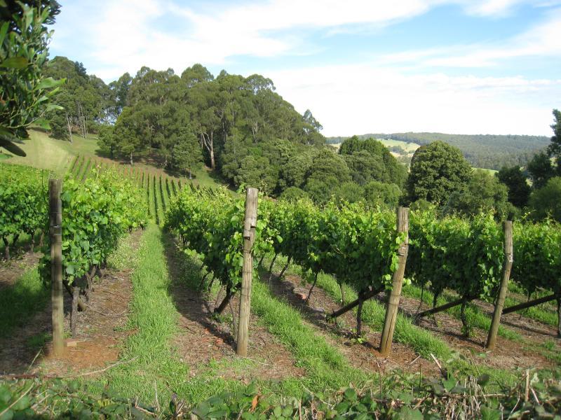 Emerald - Beaconsfield-Emerald Road and surroundings: Easterly view across Paternoster Winery, Paternoster Rd