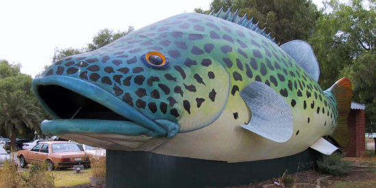 Giant Murray Cod