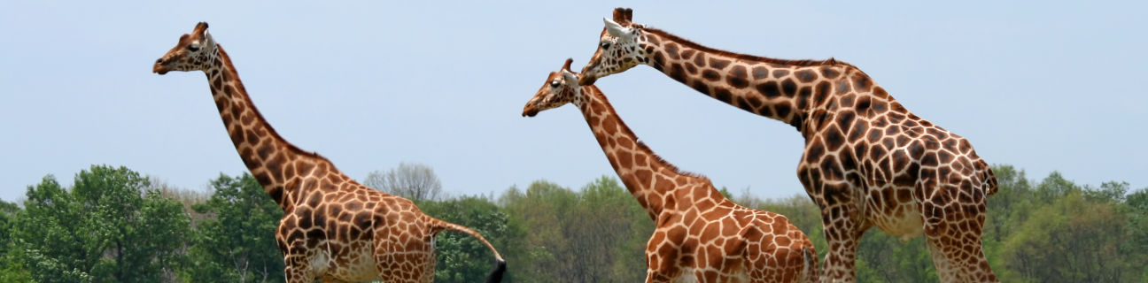 Animal sanctuaries - Travel Victoria: accommodation & visitor guide Animal sanctuaries - Travel Victoria: accommodation & visitor guide