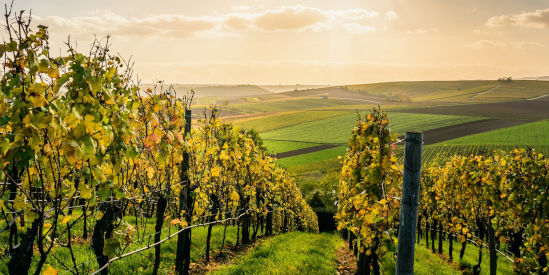 Nazaaray Estate Winery, Flinders