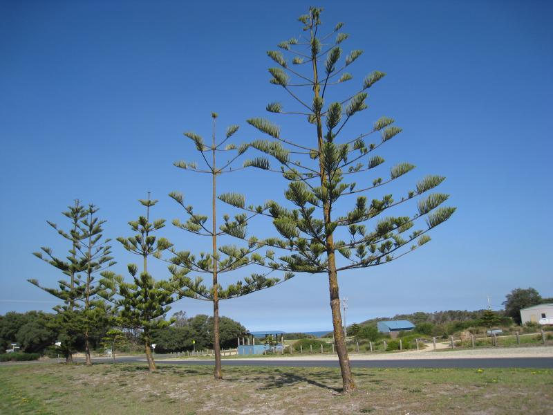 Golden Beach - Town centre on Surf Edge Drive: View south-east along Surf Edge Dr towards Shoreline Dr