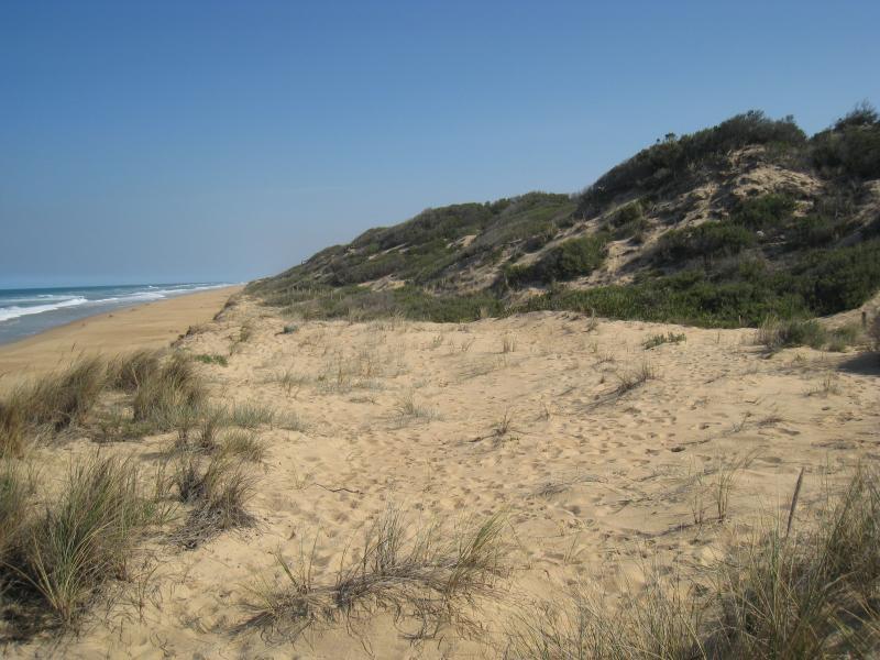 Golden Beach - Park, foreshore and beach, Shoreline Drive near Surf Edge Drive: Sand dunes fronting beach