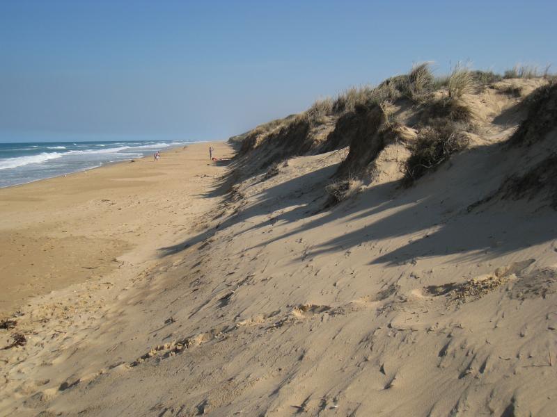 Golden Beach - Park, foreshore and beach, Shoreline Drive near Surf Edge Drive: Sand dunes on beach
