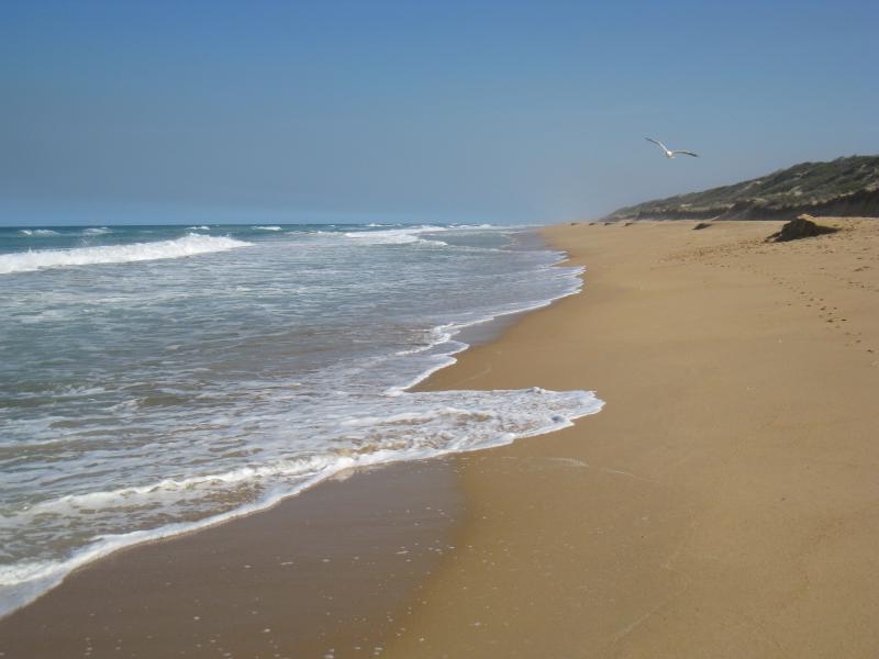 Golden Beach - Park, foreshore and beach, Shoreline Drive near Surf Edge Drive: Golden sands on beach