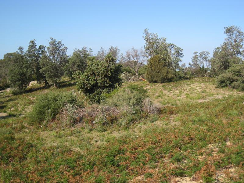 Golden Beach - Paradise Beach township, entrance to Gippsland Lakes Coastal Park: South-east view towards vegetation on sand dunes from lookout at southern end of Government Rd