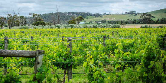 Bass River Winery, Glen Forbes