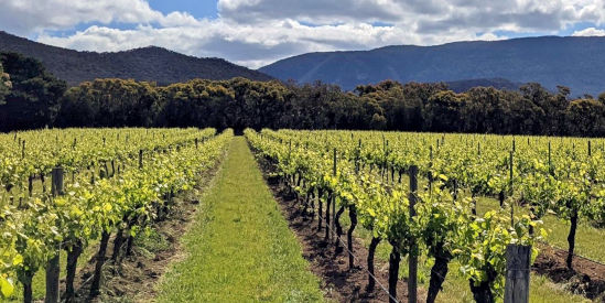 Fallen Giants, Halls Gap