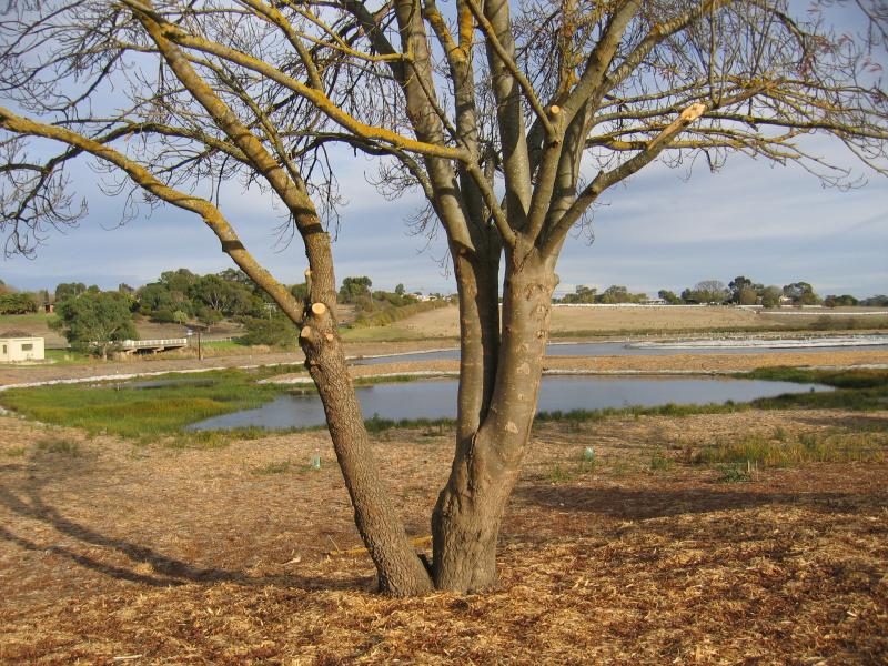 Hamilton - Around Hamilton: View west across lakes adjacent to Grange Burn from Carmichael St