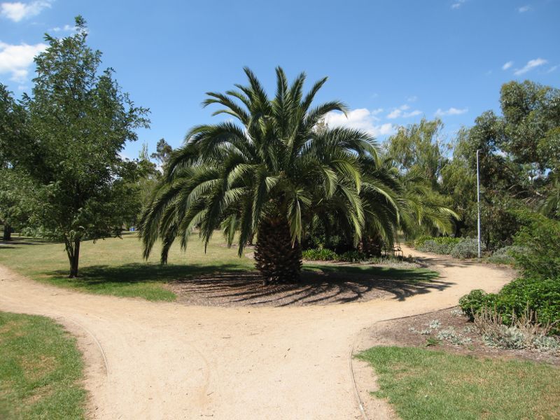 Hampton - G.L. Basterfield Park, Dane Road, Hampton East: Path around palm tree