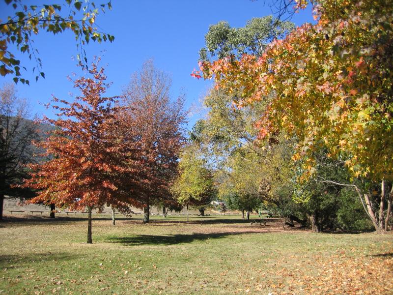 Harrietville - Tauare Park, Pioneer Park and Ovens River East Branch: Vibrant Autumn colours in Tauare Park