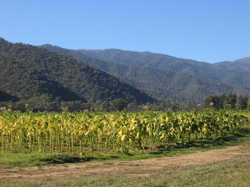 Harrietville - Smoko, Great Alpine Road 10 kilometres north of Harrietville: Tobacco growing beside Great Alpine Rd