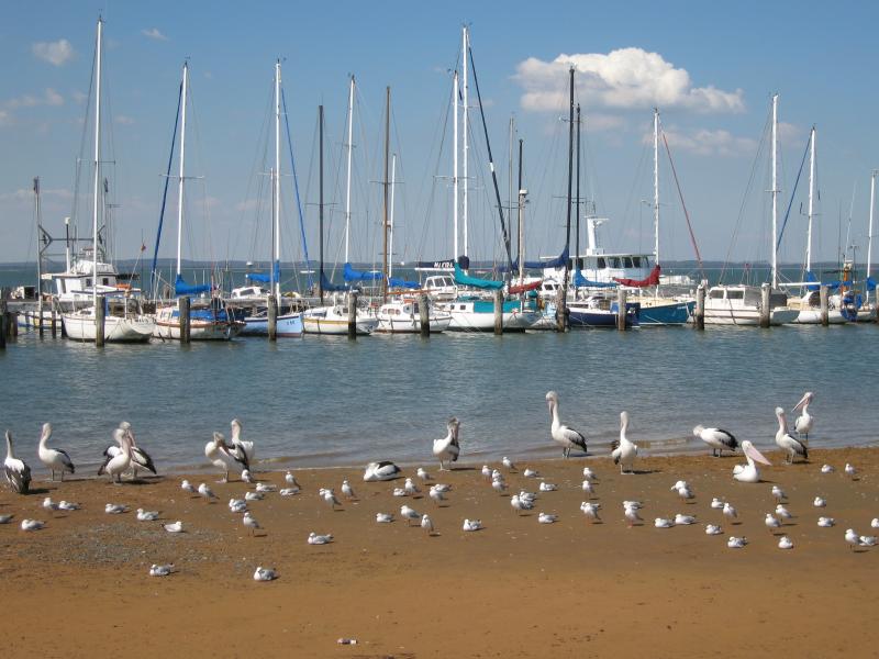Hastings - Hastings Jetty and Pelican Park Recreation Centre: Pelicans and seagulls on beach next to jetty