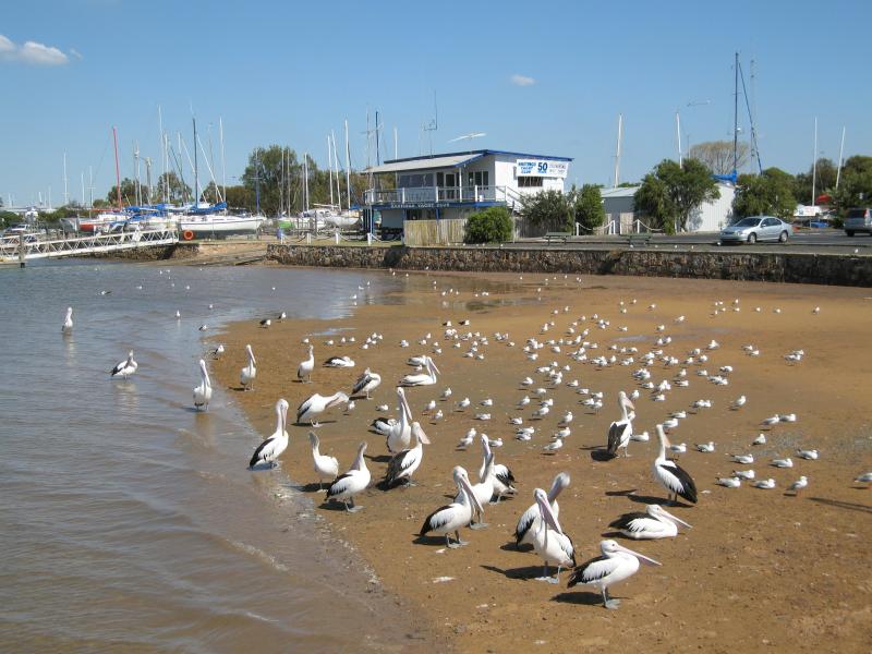 Hastings - Hastings Jetty and Pelican Park Recreation Centre: Pelicans and seagulls in front of Hastings Yacht Club