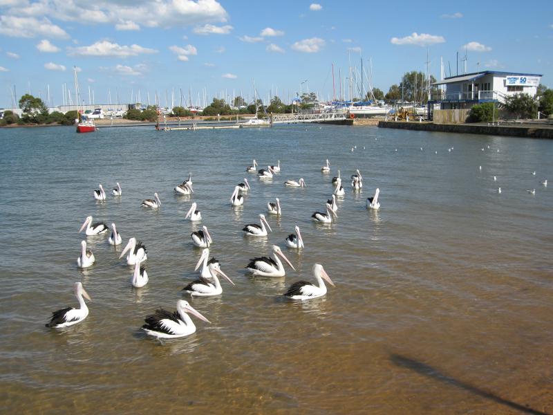 Hastings - Hastings Jetty and Pelican Park Recreation Centre: Pelicans and seagulls in front of Hastings Yacht Club