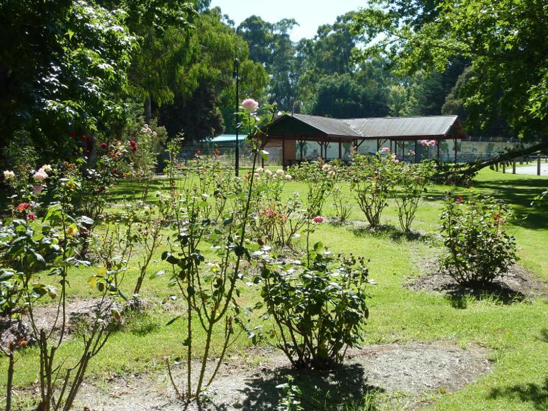 Healesville - Queens Park: Rose garden