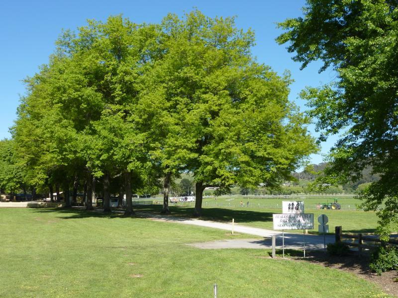 Healesville - Healesville Racecourse, Kinglake Road: View along driveway at main entrance