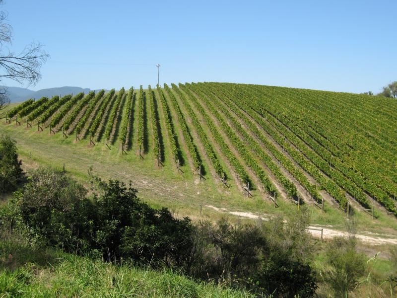 Healesville - Yarra Glen Road: View south towards vineyard from Yarra Glen Rd near Mt Rael entrance
