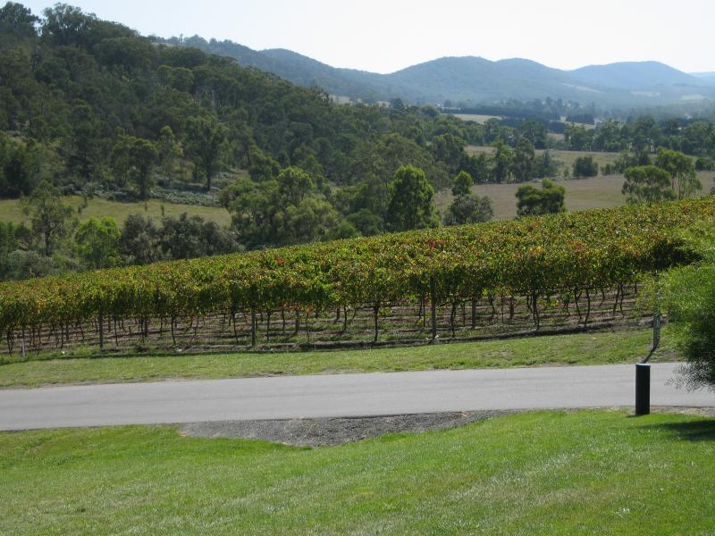 Healesville - TarraWarra Estate winery, Yarra Glen Road: Grape vines along entrance driveway
