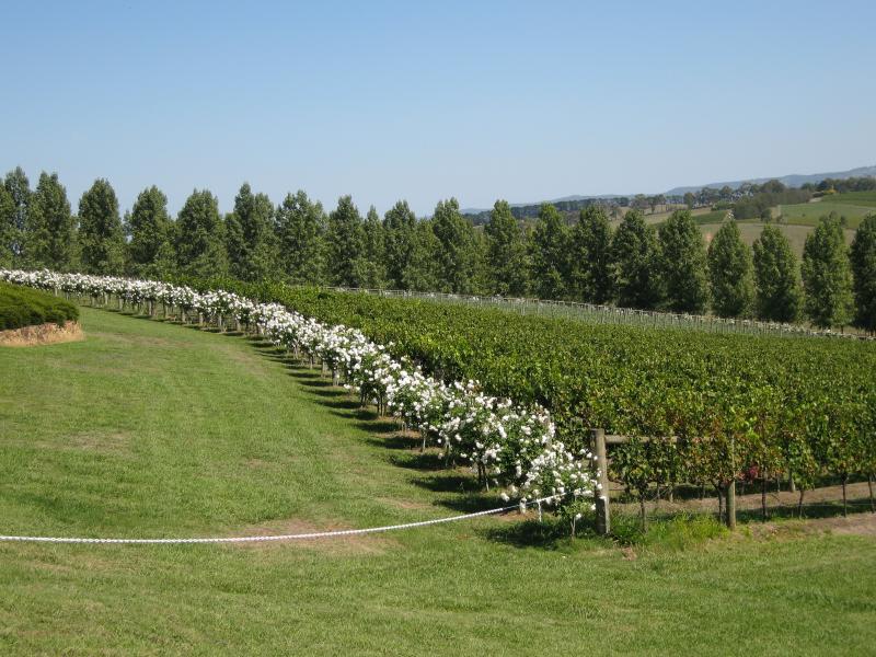 Healesville - TarraWarra Estate winery, Yarra Glen Road: View south across vineyard