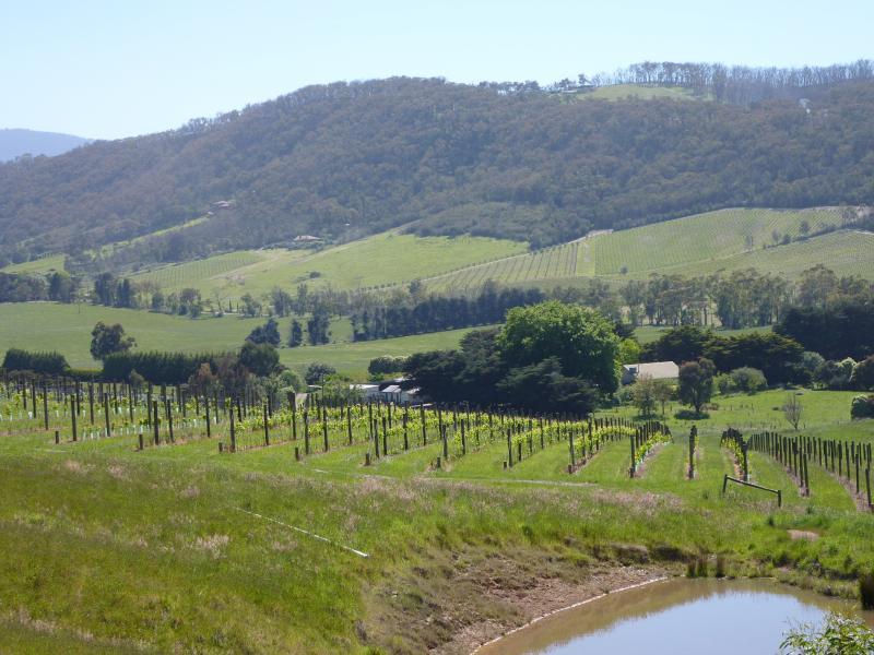 Healesville - Old Healesville Road: North-east view across vineyard, west of Long Gully Rd