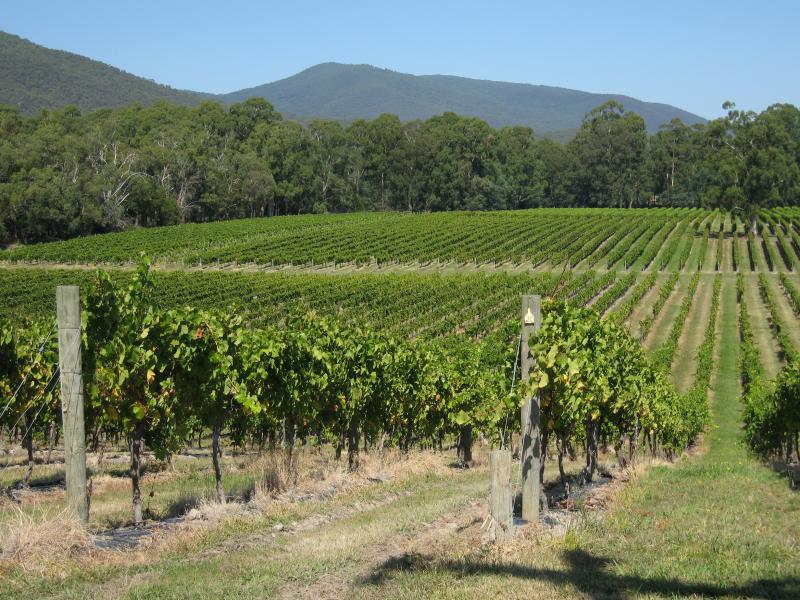 Healesville - Boat O'Craigo winery, Maroondah Highway: Southerly view over vineyard