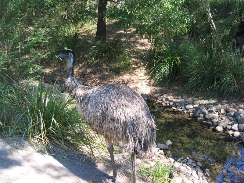 Healesville - Healesville Sanctuary: Emu