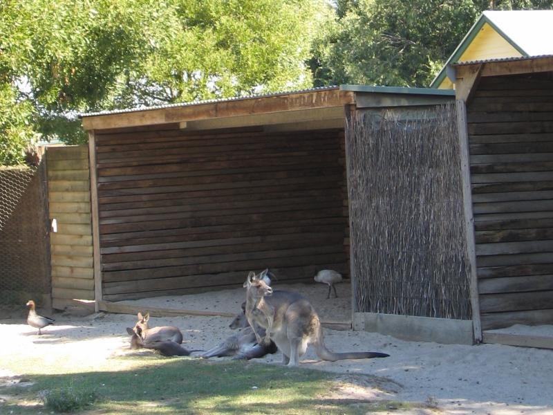 Healesville - Healesville Sanctuary: Kangaroos