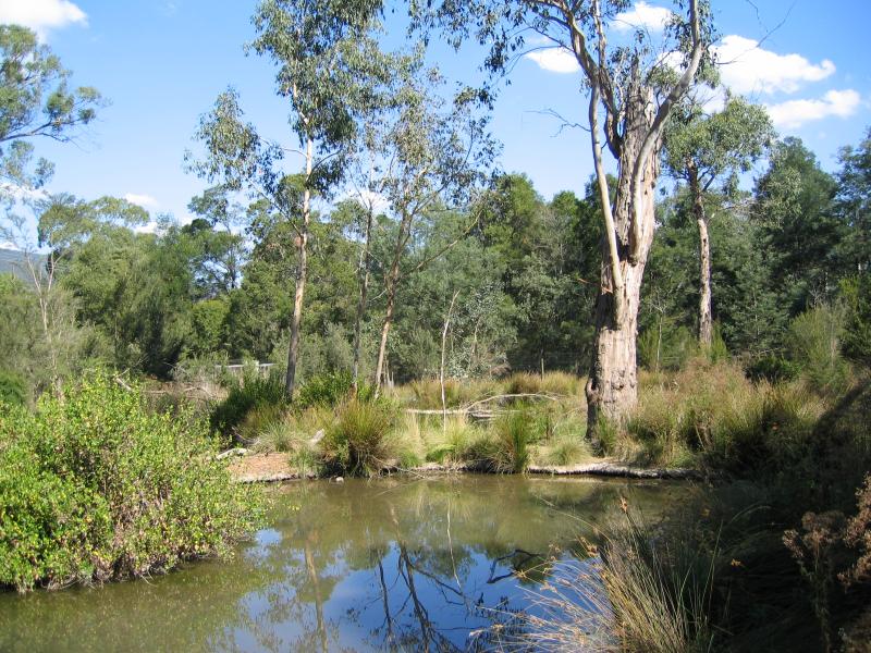 Healesville - Healesville Sanctuary: Wetlands