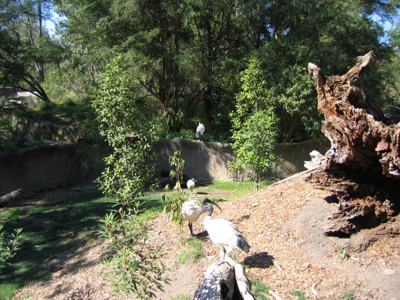 Healesville - Healesville Sanctuary: Ibises