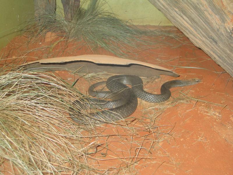 Healesville - Healesville Sanctuary: Snake enclosure