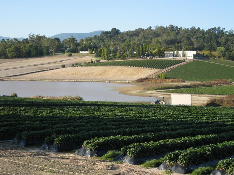 Healesville - Strawberry farm, corner Maroondah Highway and Healesville-Koo Wee Rup Road: View towards lake