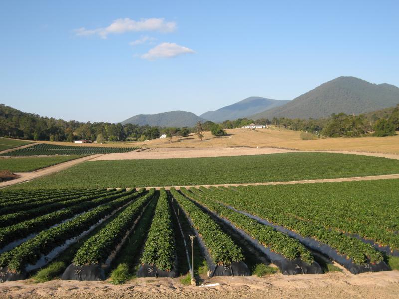 Healesville - Strawberry farm, corner Maroondah Highway and Healesville-Koo Wee Rup Road: View east across strawberry fields