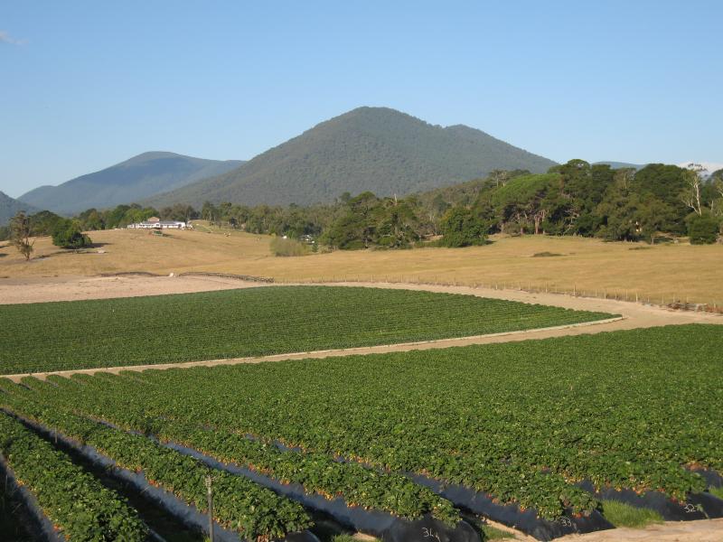 Healesville - Strawberry farm, corner Maroondah Highway and Healesville-Koo Wee Rup Road: View east across strawberry fields