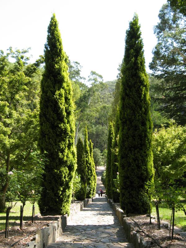 Healesville - Maroondah Reservoir: View down rose stairway from top