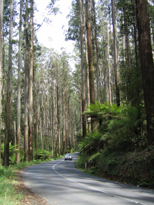 Healesville - Black Spur, Maroondah Highway north-east of Healesville: Maroondah Highway through Black Spur