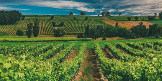 Badger's Brook Winery, Coldstream