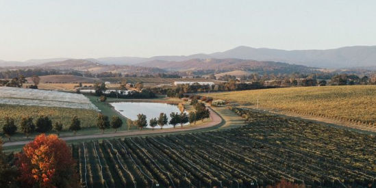 Oakridge Wines, Coldstream