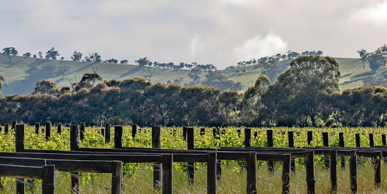 Domaine Asmara, Toolleen