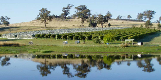 Mia Valley Estate, Mia Mia